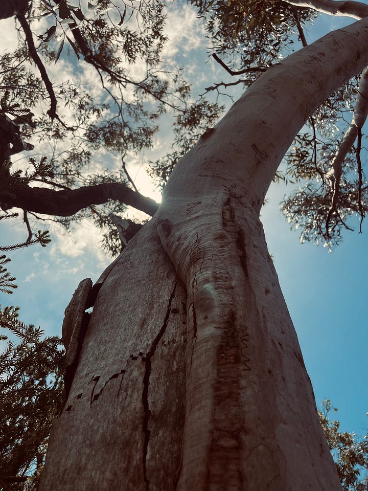 woman sitting on tree overlooking ocean, a nest in the hand, a shadow hand cast on the ground, aboriginal engraving