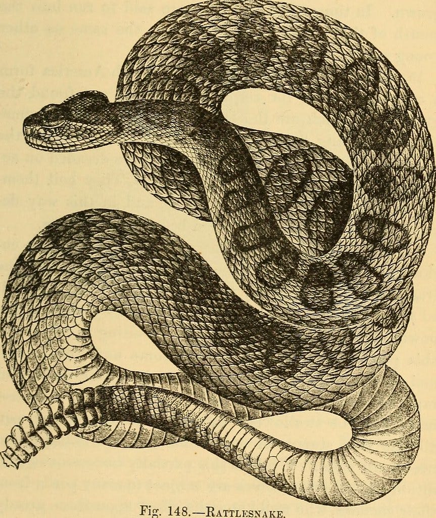  A monochrome line drawing of a coiled rattlesnake on a sepia background, as if from a textbook. There is a legend that says, "Fig 148. - Rattlesnake."