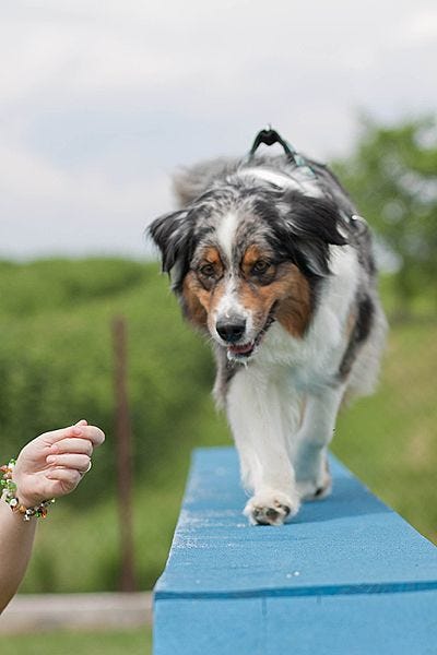 Agility 2012-2013