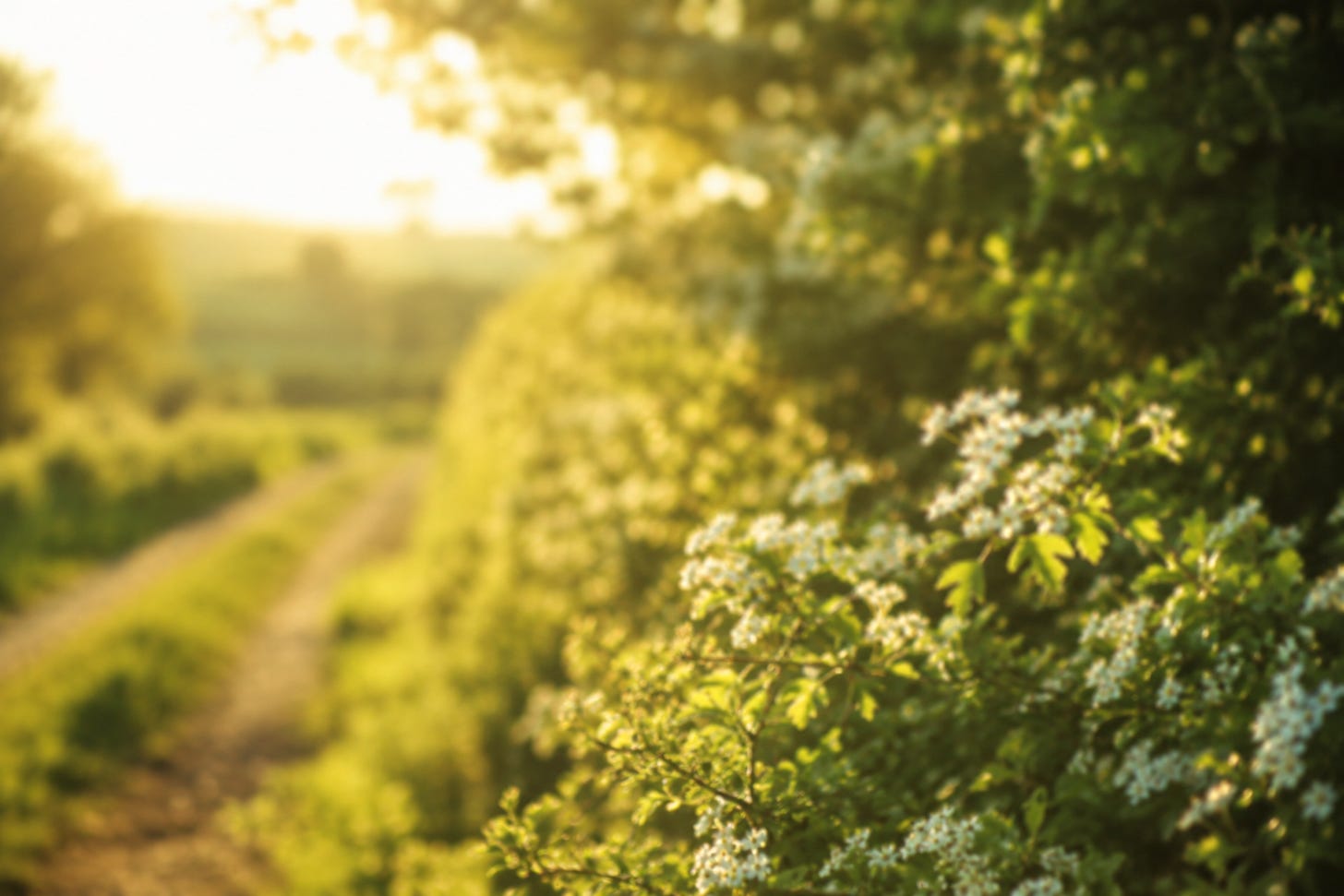 Sunlit hedgerow on a tranquil path