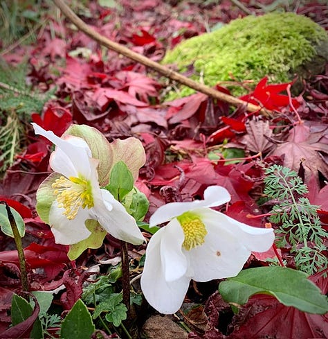 three photos of nature in November - red maple leaves, a forsythia blossom, and hellebore blooms