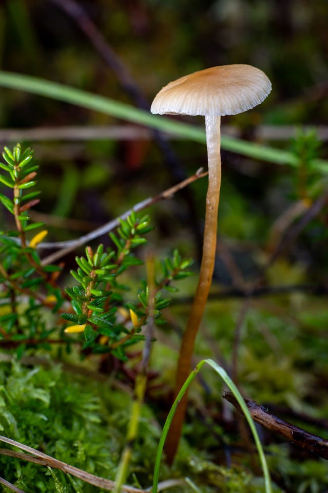Barely Taller Than the Moss