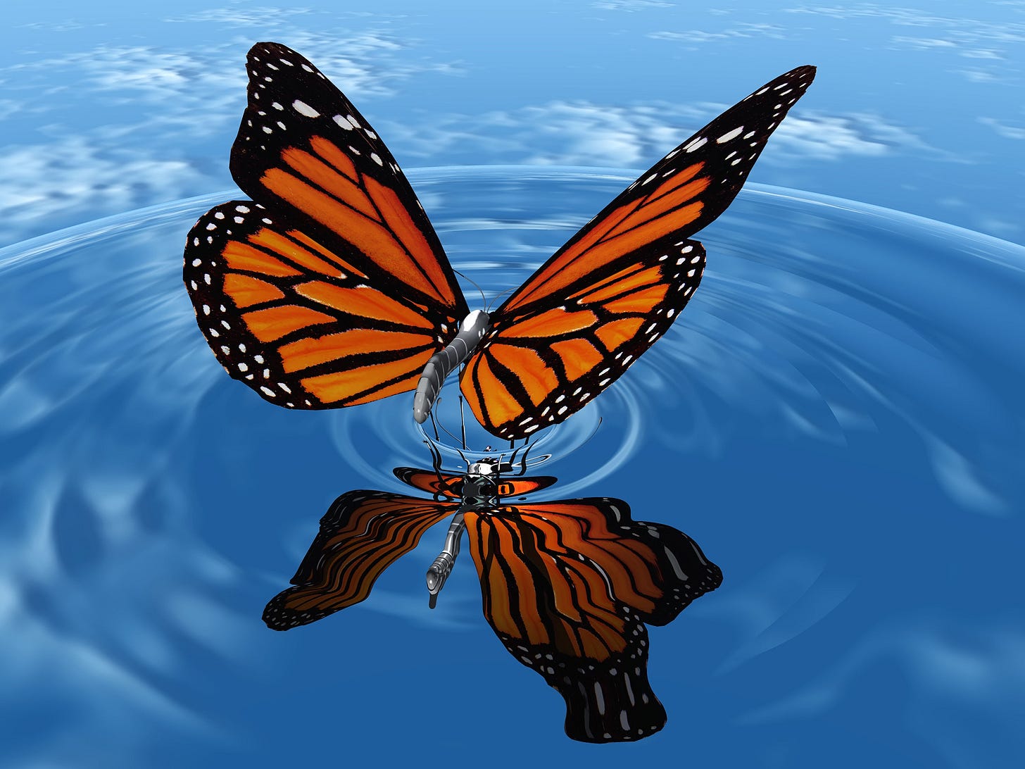 A Monarch Butterfly just above the water