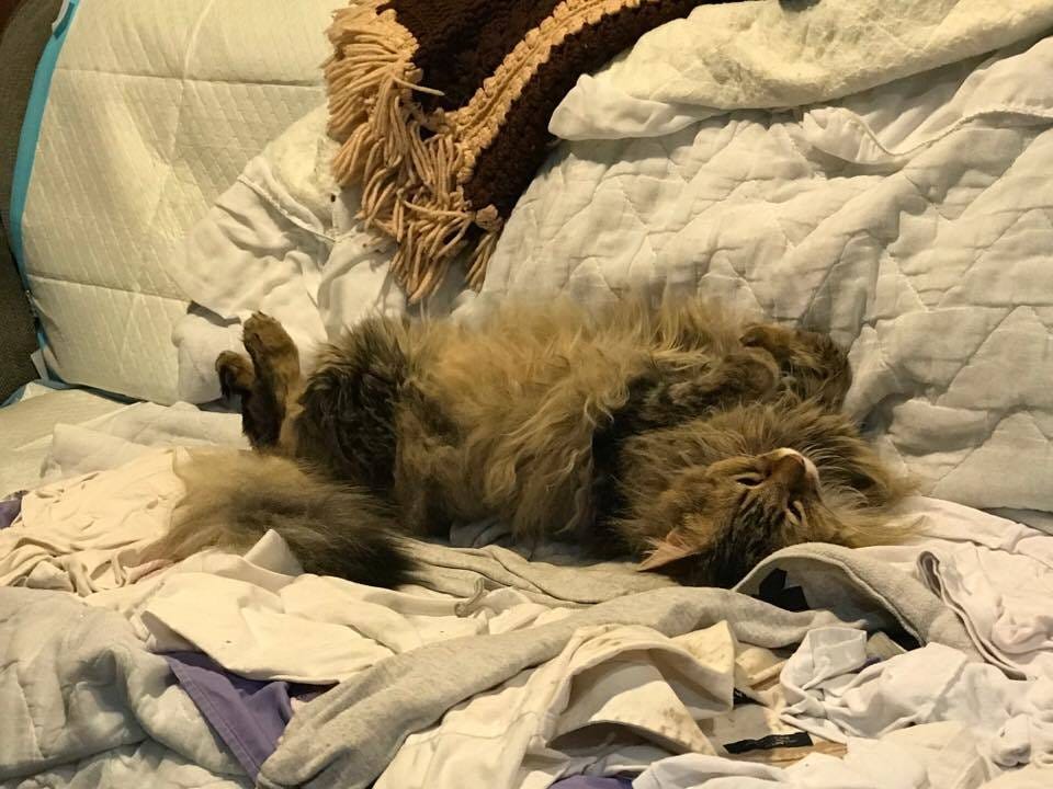 Chase Sleeping 1 UTIs in Cats Chase Sleeping 1 UTIs in Cats