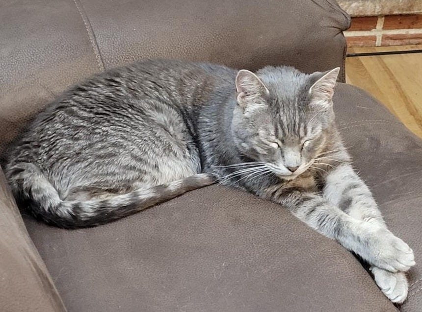 My grey tabby cat Thornton, half asleep in a brown faux leather lounge chair, his front legs stretched out and paws crossed. He's not quite asleep; his eyes are shut but his head is still up. 90 percent sure he was purring. My grey tabby cat Thornton, half asleep in a brown faux leather lounge chair, his front legs stretched out and paws crossed. He's not quite asleep; his eyes are shut but his head is still up. 90 percent sure he was purring.