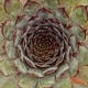 Emergent Spiral