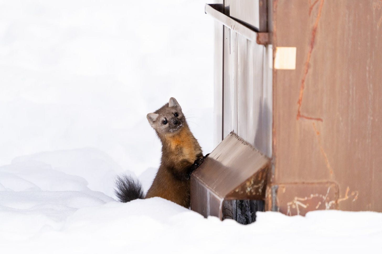Winter In Yellowstone National Park © Jennifer Carr Photography-2-2.jpg