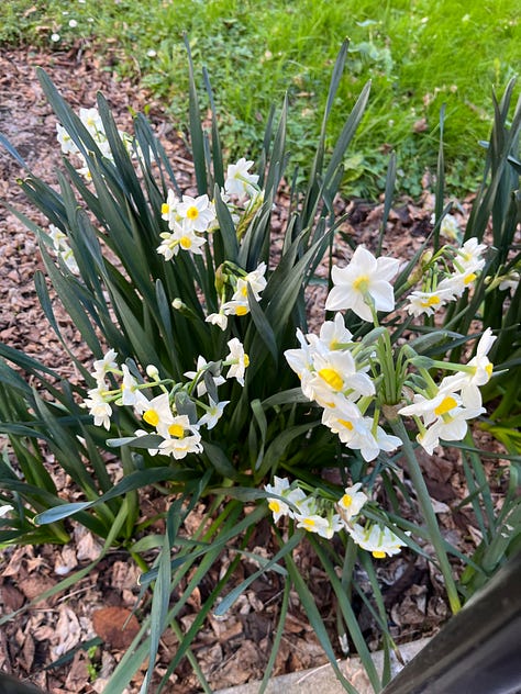 1. street art 2. jonquilles 3. module de jeu pour enfants 4. un oiseau en contrebas du pont 5. sandwich coupé en deux