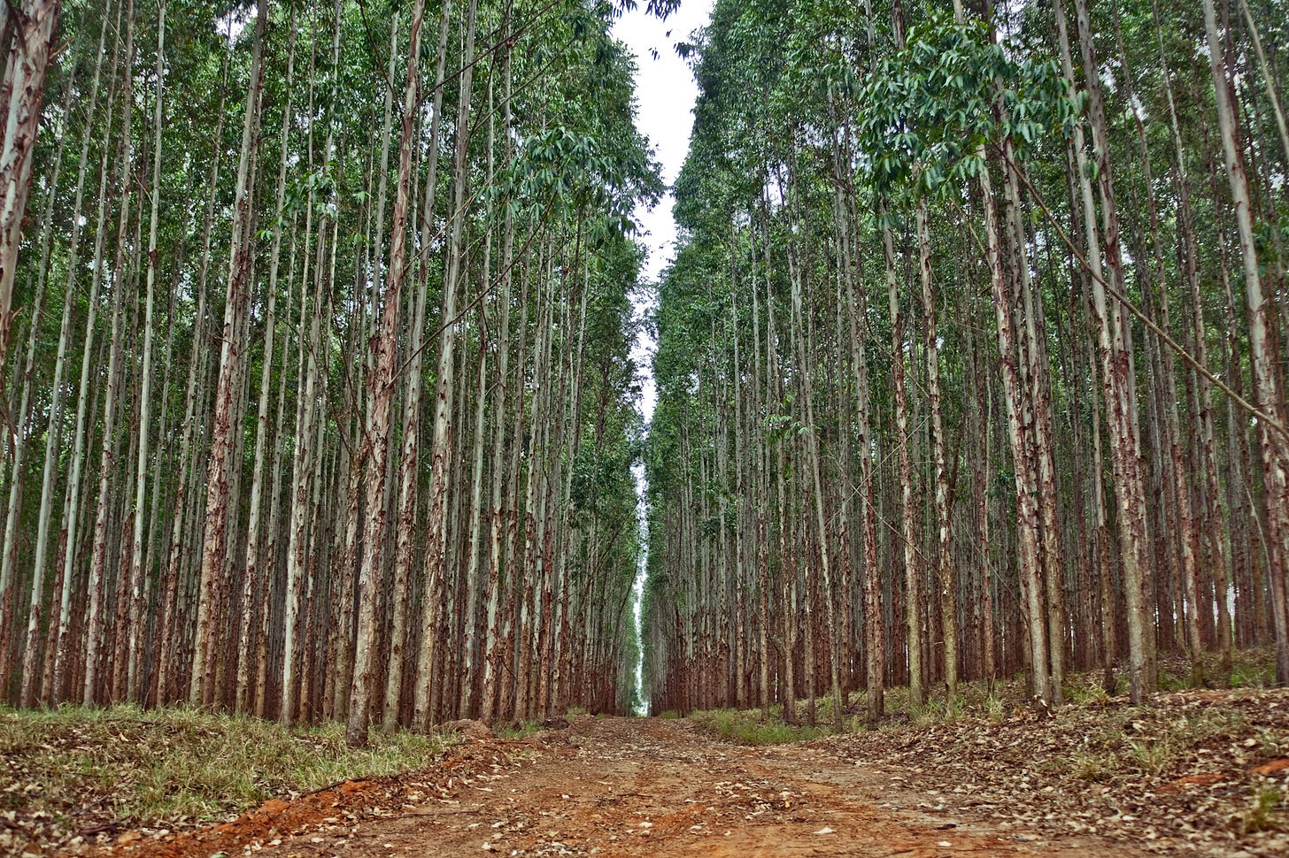 https://globalforestcoalition.org/wp-content/uploads/2020/09/Cassio-Abreu.jpg