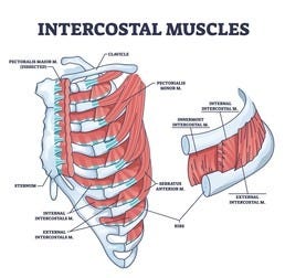 Intercostal Muscles Photos and Images & Pictures | Shutterstock