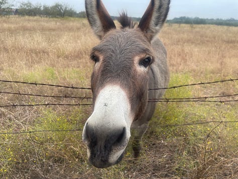 A photo of one of the friendly donkeys I met on my walk. The trail photos show the scriptures posted on the trees and the challenging steps that give me a great workout.
