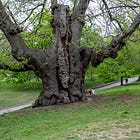 146. Fat Chestnut