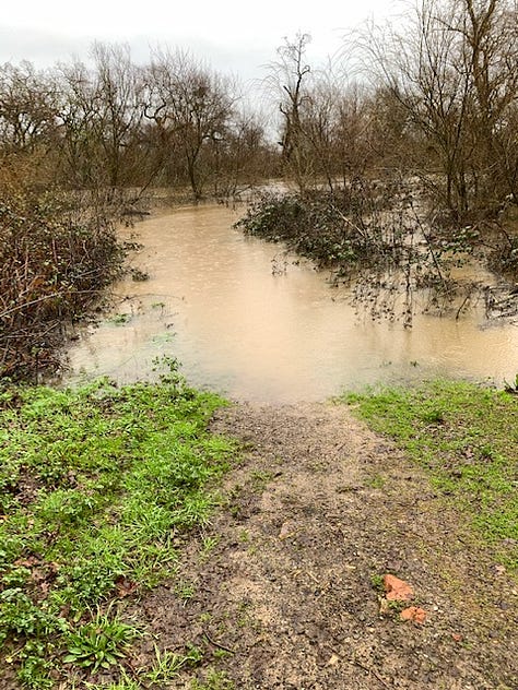 Laguna de Santa Rosa near Sunset Ave