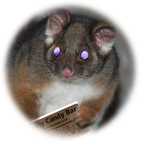 Photo of blue-eyed possum holding the aforementioned candy bar Photo of blue-eyed possum holding the aforementioned candy bar
