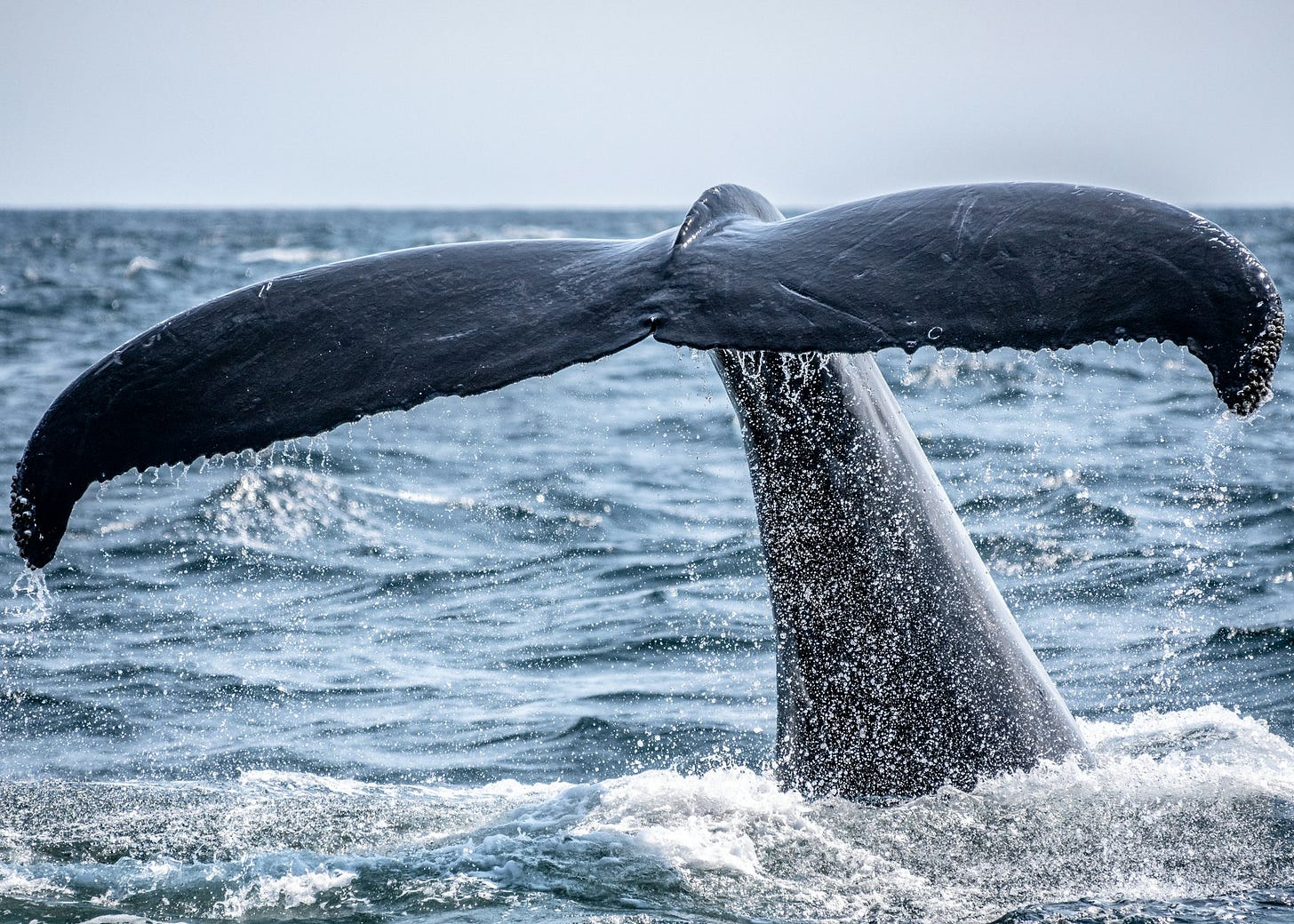 whale's tail sticking out of the ocean during day whale's tail sticking out of the ocean during day
