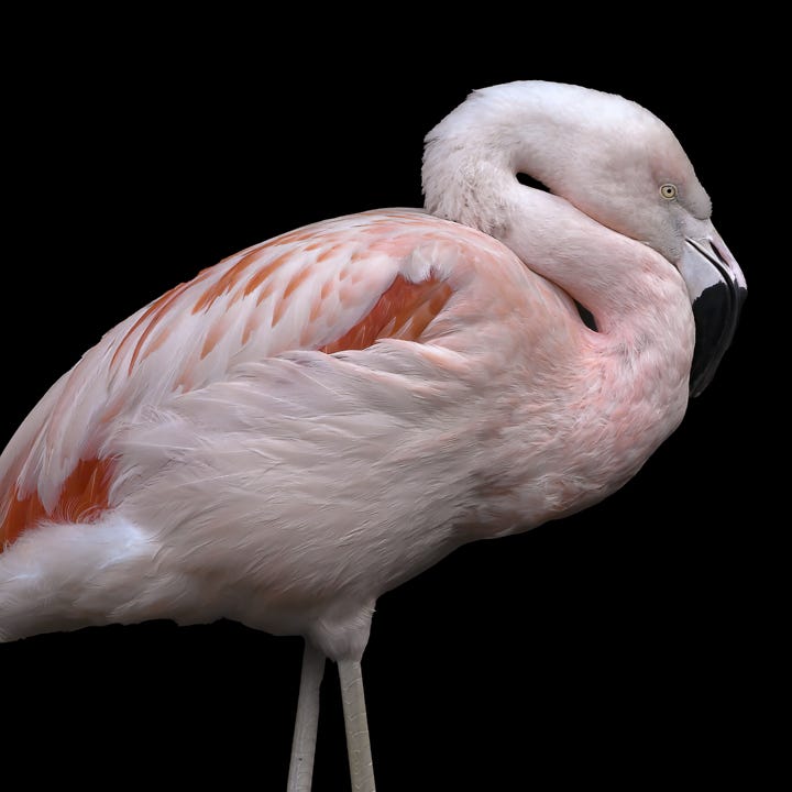 Chilean Flamingos, Woodland Park Zoo, Seattle, Washington, 2019