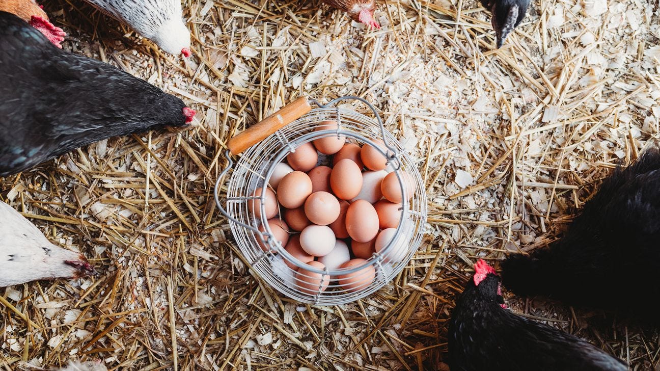 Why Are Eggs Good for You? An Egg-Ceptional Superfood