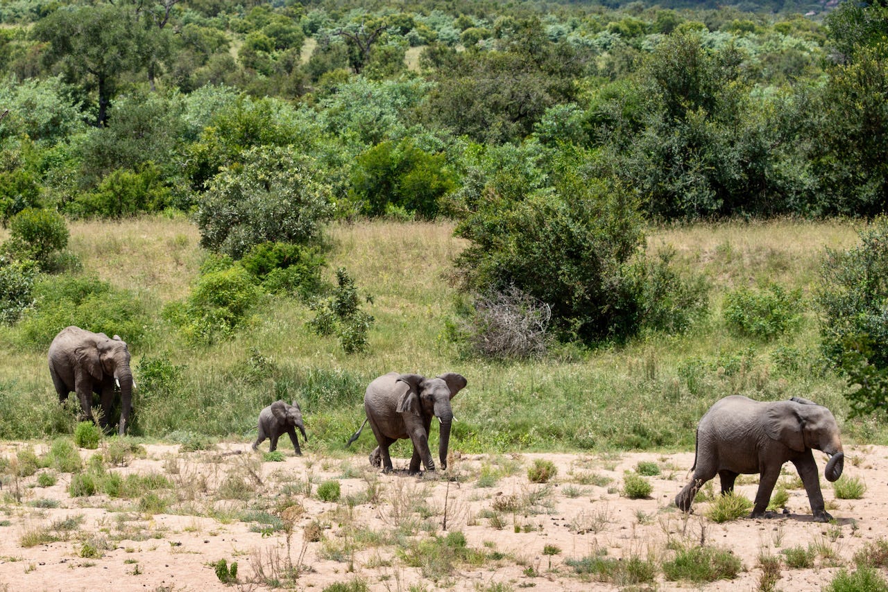 Four elephants, including a calf, walk across a dry sandy riverbed toward water in Kruger National Park, with green bush and grassland rising behind them. Four elephants, including a calf, walk across a dry sandy riverbed toward water in Kruger National Park, with green bush and grassland rising behind them.
