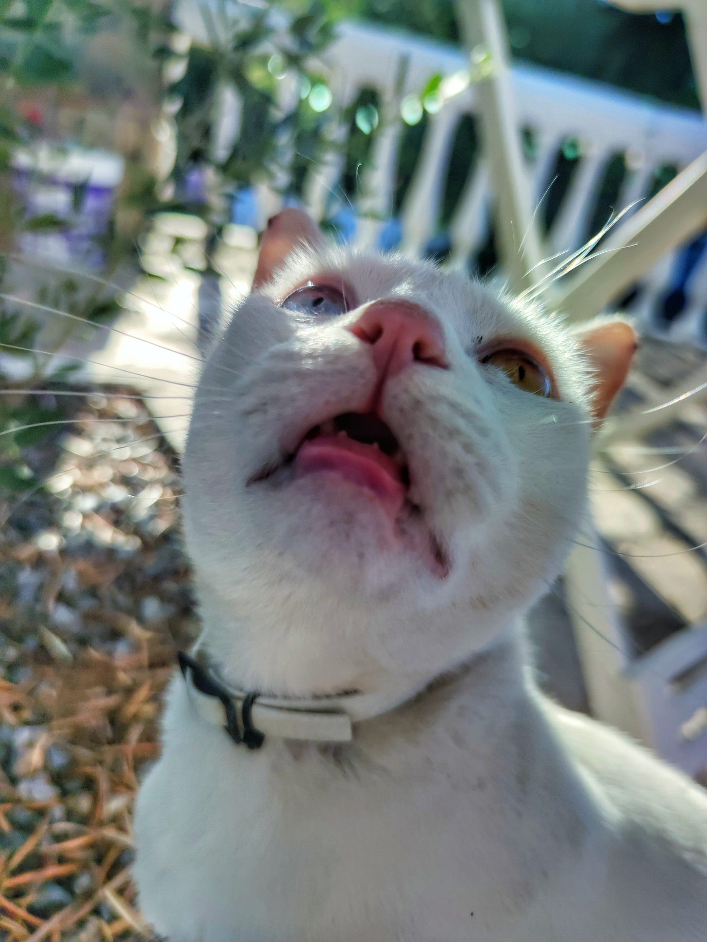 A healthy pussy