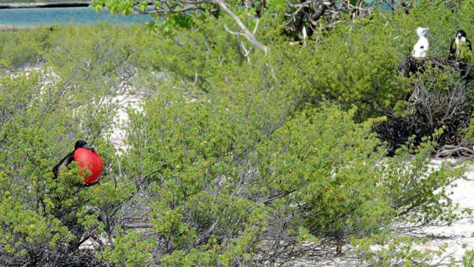 Birding Christmas Island