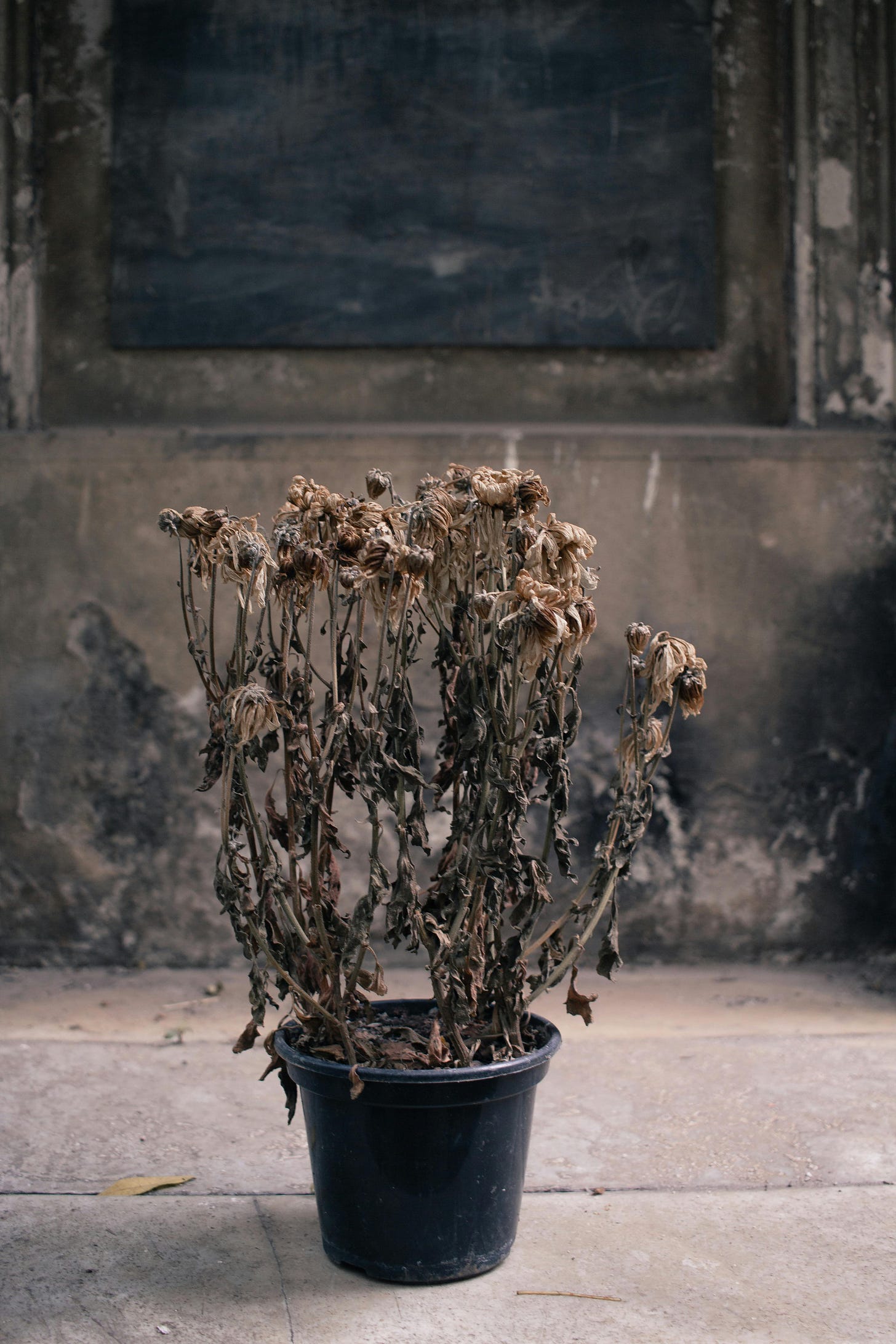 A photo of a dead houseplant