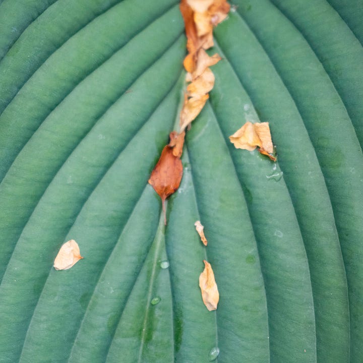 Diptych: Abstractions of lines on green leaves