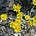 Oregon Sunshine Habitat Substack