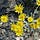 Oregon Sunshine Habitat Substack