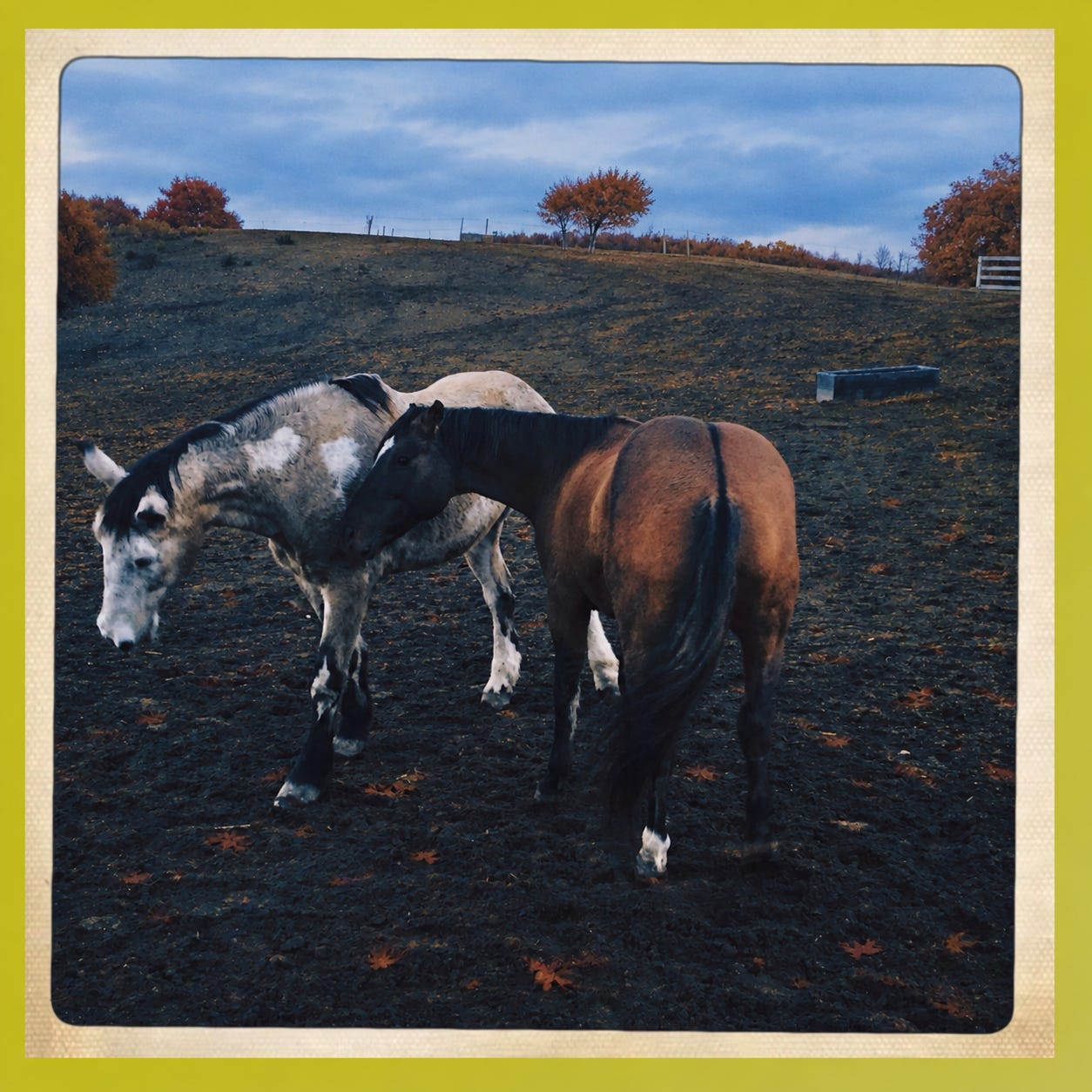 horses in blue