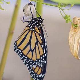 Il cambiamento come adattamento è ancora sostenibile per l’impresa?