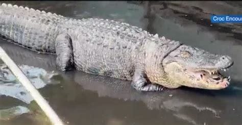 Temple Terrace alligator on new diet following relocation