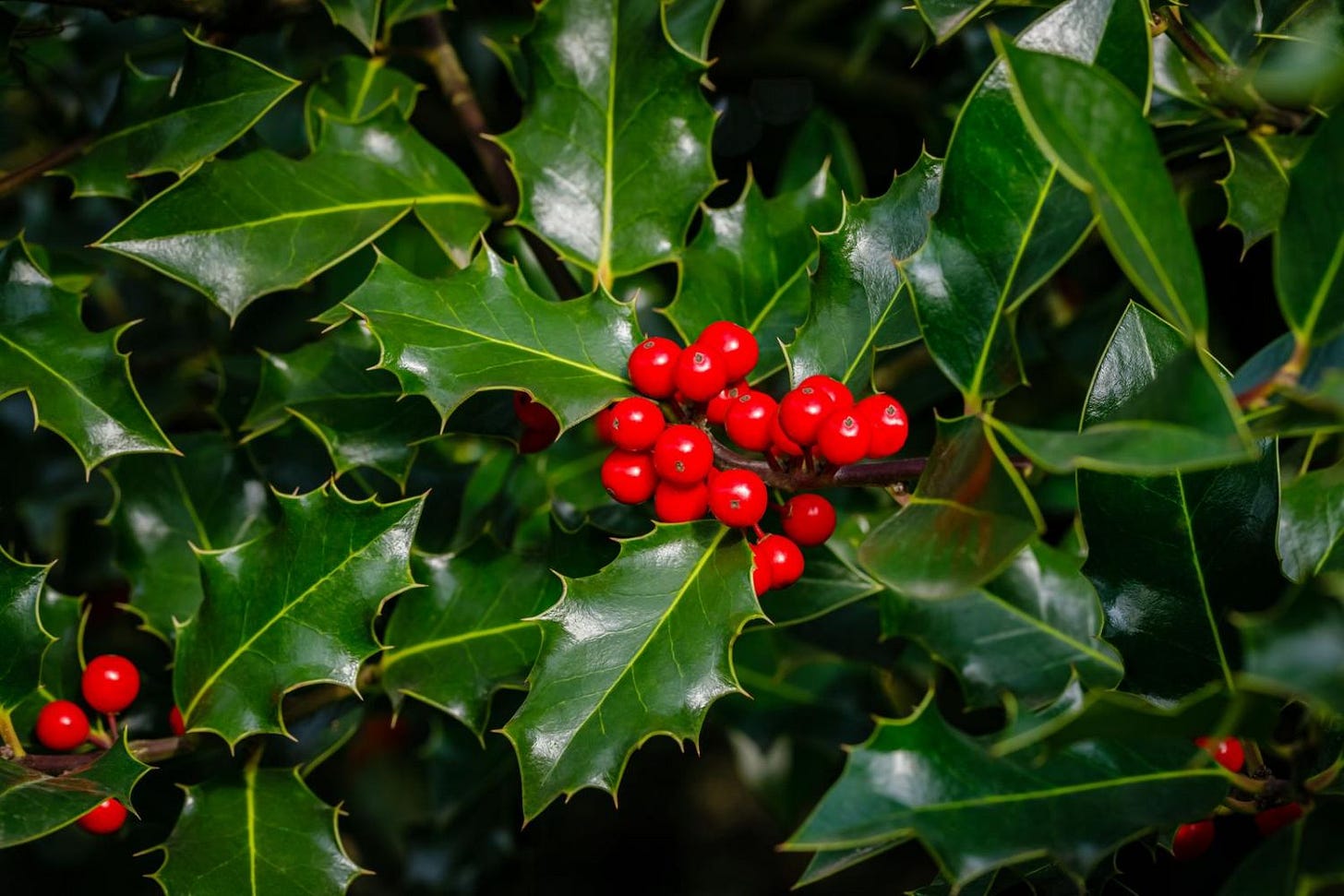 Holly: growing, varieties & propagation - Plantura Holly: growing, varieties & propagation - Plantura