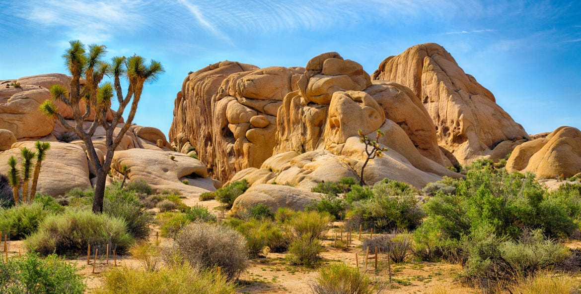 Where Joshua Trees Grow and How to See Them | Via