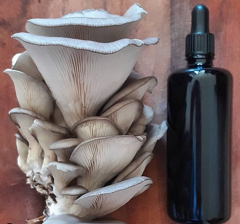 Medicinal mushrooms including lion's mane tincture