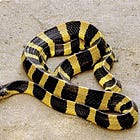 Venom of 2 Snakes are the Origin of the covid BioWeapon & Anti-Shedding, Anti-Covid, Anti-Venom Tea for Venom and then some...