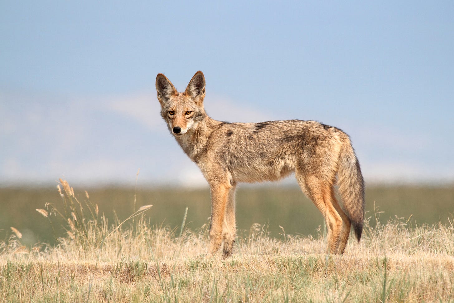 Coyote | CALM Zoo Coyote | CALM Zoo
