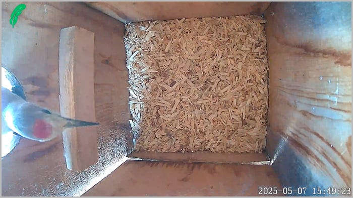 Special Guest (Gila Woodpecker) peering into our owl box
