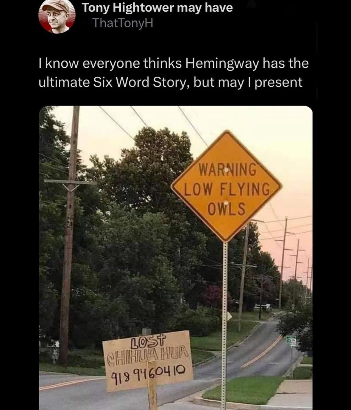Warning! Low Flying Owls. Lost Chihuahua.