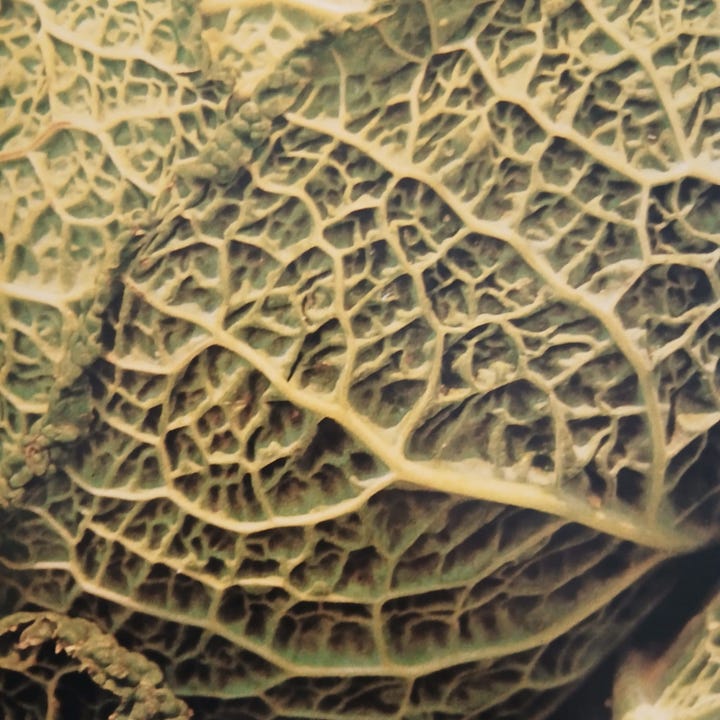 Look Book di Tana Hoban, Camelozampa (2023)