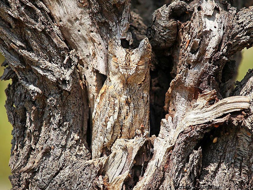 Utku Sen - Security by Obscurity is Underrated