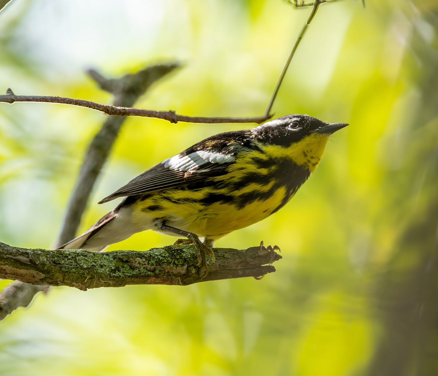 a magnolia warbler (small bird with a black mask, bright yellow belly with black streaks, and two white wing bars) perches on a branch