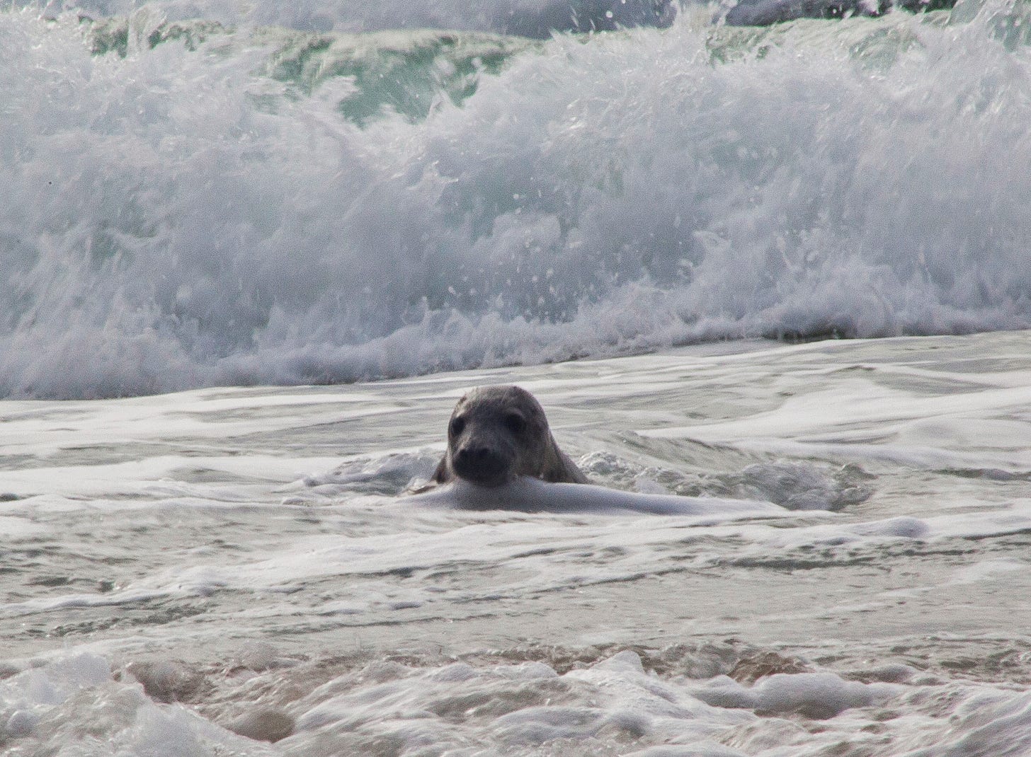 The head of a grey seal poking out of the surf is a wave breaking behind.