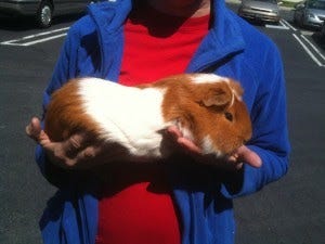 Cuy Criollo (Giant Guinea Pig) - CHICAGO EXOTICS ANIMAL HOSPITAL
