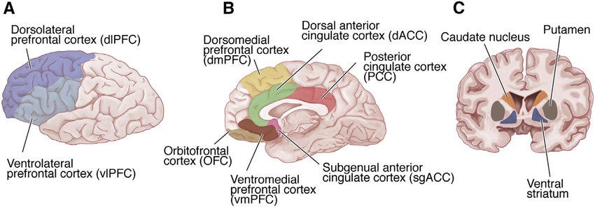 Neuroscience diagram showing emotional processing regions in the human brain that act as an internal reward and value system.