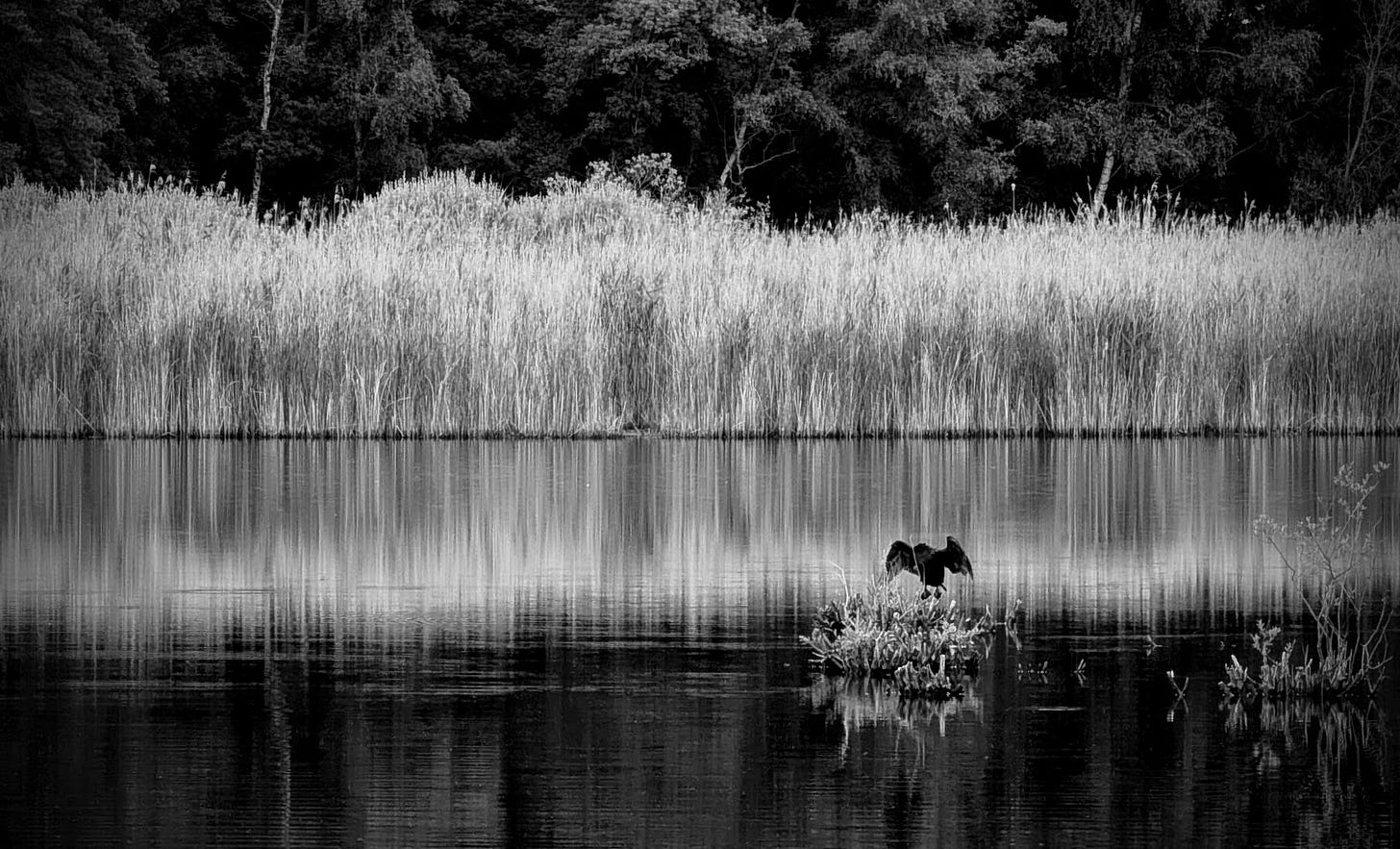 Solitude of the Wings