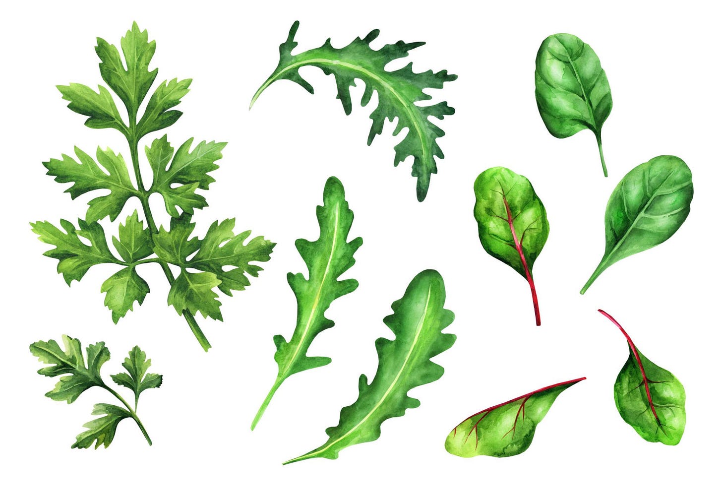 Set parsley, arugula and spinach on white background. Watercolor illustration Set parsley, arugula and spinach on white background. Watercolor illustration