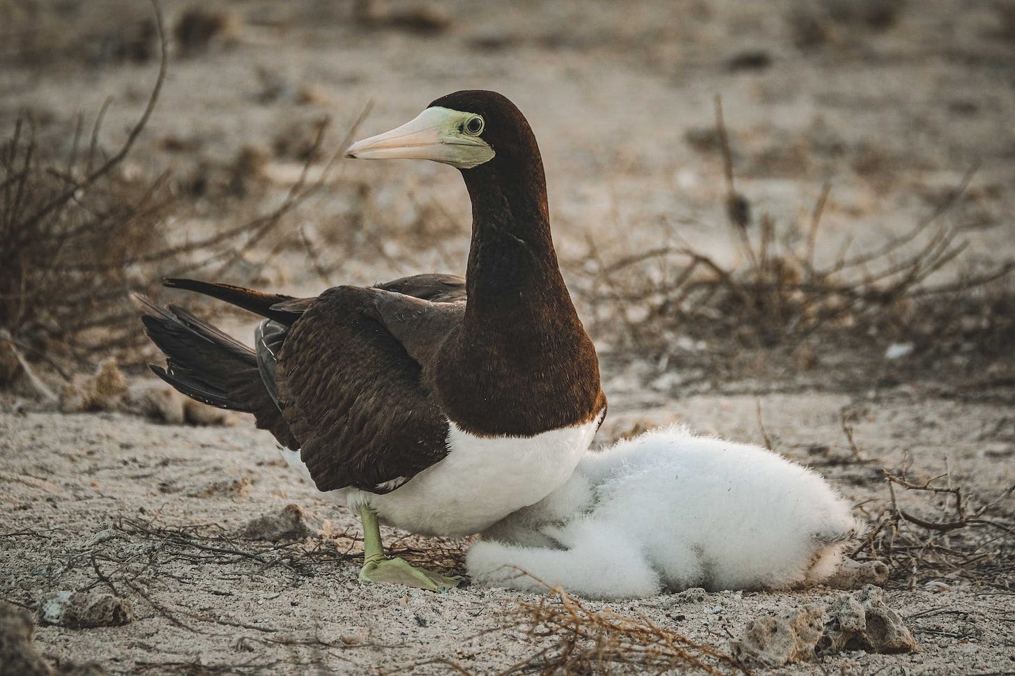 brown booby bird near the leafless plants brown booby bird near the leafless plants