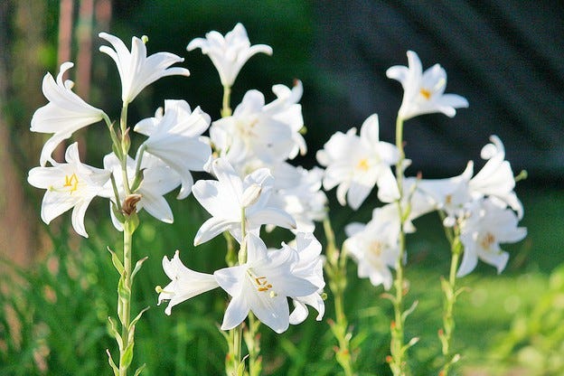 easterflowers_maja-dumat_flickr easterflowers_maja-dumat_flickr