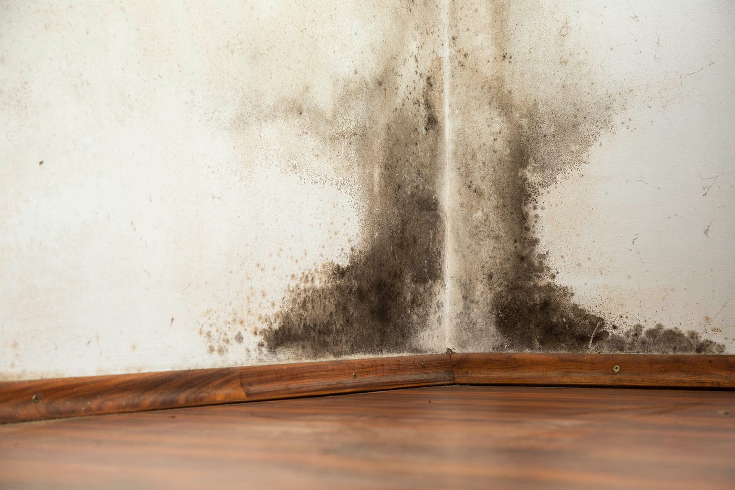 4 Types / Colors of Mold You Might See in Your Home - AOA Cleaning and  Restoration
