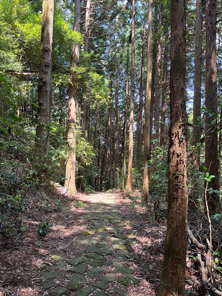 pictures of trees, rivers, fungus on trees